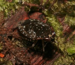 Ochterus