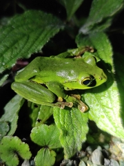 Zhangixalus burmanus