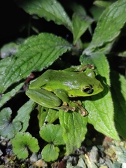 Zhangixalus burmanus