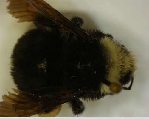 iNaturalist observation photo of Pyrobombus
