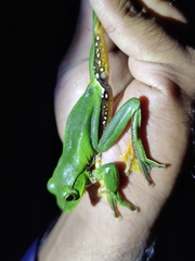 Zhangixalus burmanus