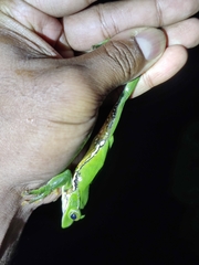 Zhangixalus burmanus