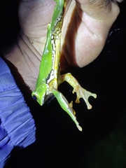 Zhangixalus burmanus