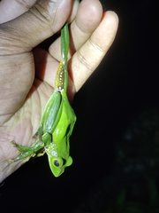 Zhangixalus burmanus