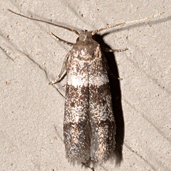 Blastobasis pulchella