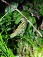 Neallogaster hermionae