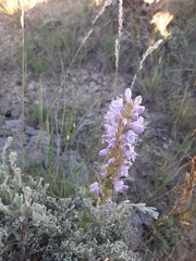 Penstemon cyathophorus