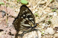 Apaturinae