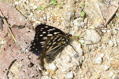 Apaturinae