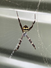Argiope caledonia