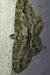 Didymoctenia exsuperata