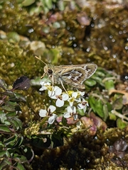 Hesperia uncas