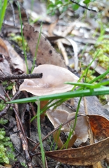 Singerocybe