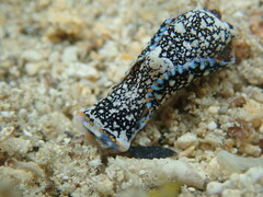 Camachoaglaja berolina