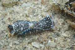 Camachoaglaja berolina