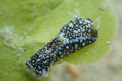 Camachoaglaja berolina