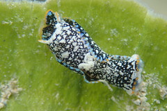 Camachoaglaja berolina