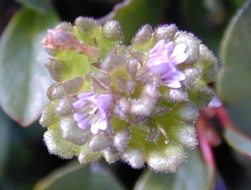 Euphrasia oakesii legacy iNaturalist observation