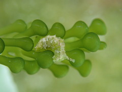 Elysia subornata