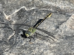 Ophiogomphus arizonicus