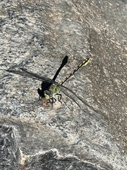 Ophiogomphus arizonicus