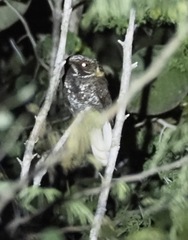 Nyctiphrynus yucatanicus