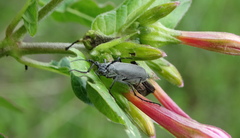 Epicauta curvicornis