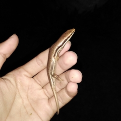 Marisora lineola