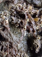 Dodecaceria fewkesi