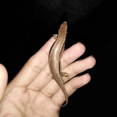 Marisora lineola