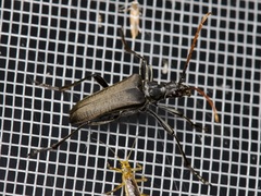 Stenocorus cylindricollis