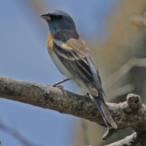 Lazuli Bunting