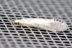 Nectopsyche exquisita