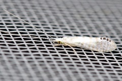 Nectopsyche exquisita