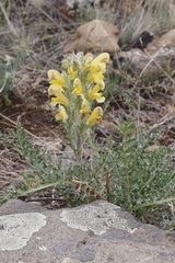 Pedicularis flava