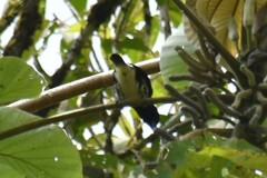 Capito maculicoronatus