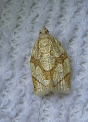 Adoxophyes negundana