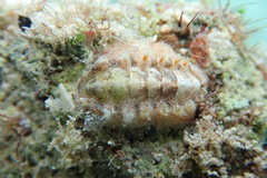 Acanthochitona