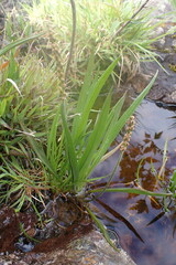 Plantago macrocarpa