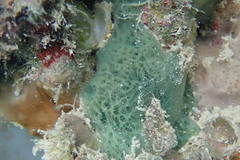 Haliclona caerulea