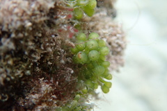 Elysia subornata
