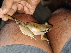 Polypedates himalayensis