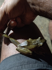 Polypedates himalayensis