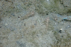 Coryphopterus glaucofraenum