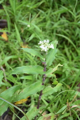 Tripogandra serrulata