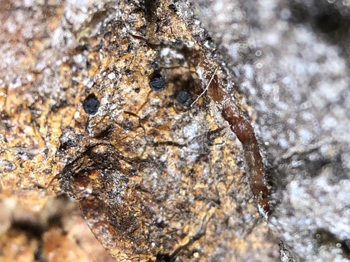 Sarea difformis image