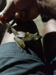 Polypedates himalayensis