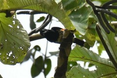 Capito maculicoronatus