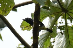 Capito maculicoronatus