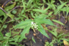 Tripogandra serrulata